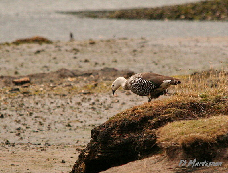 Upland Goose