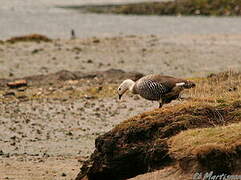 Upland Goose