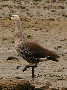 Upland Goose