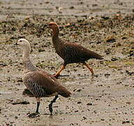 Upland Goose