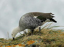 Upland Goose