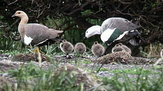 Upland Goose