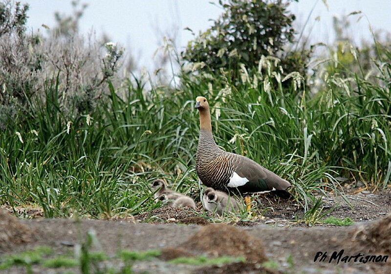 Upland Goose female