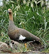 Upland Goose