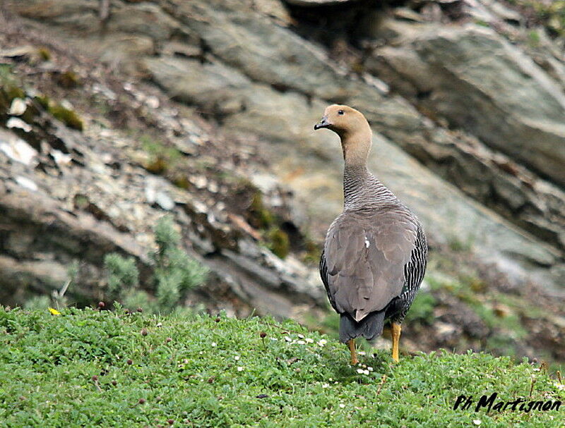 Upland Goose female