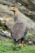 Upland Goose