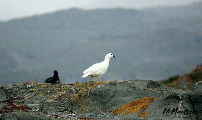 Kelp Goose