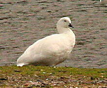 Kelp Goose