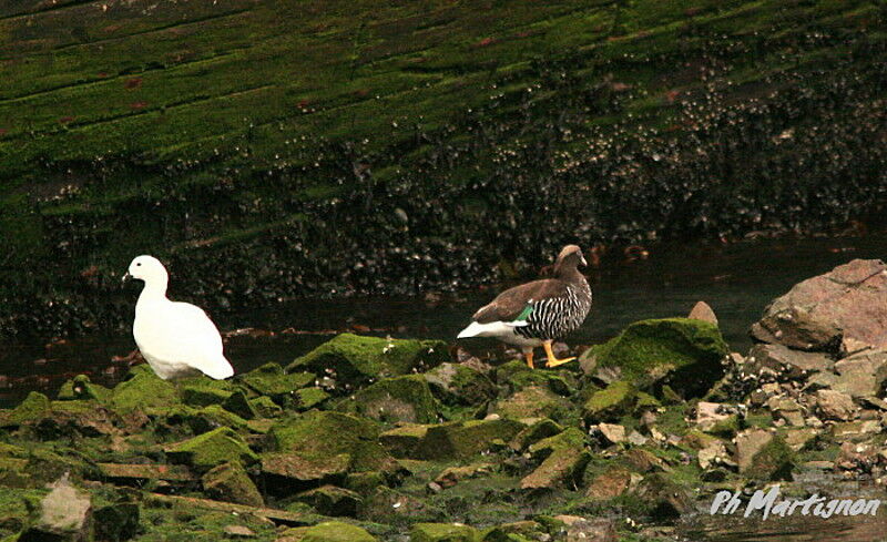Kelp Goose adult