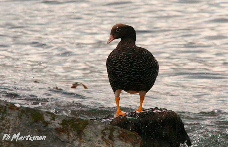 Kelp Goose