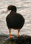 Kelp Goose