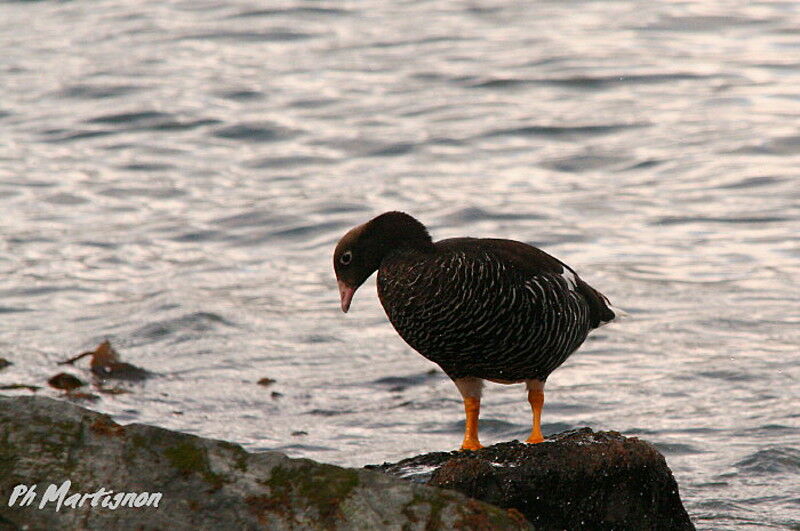 Kelp Goose