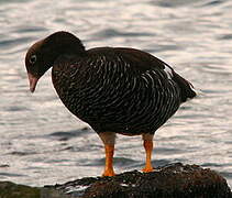 Kelp Goose