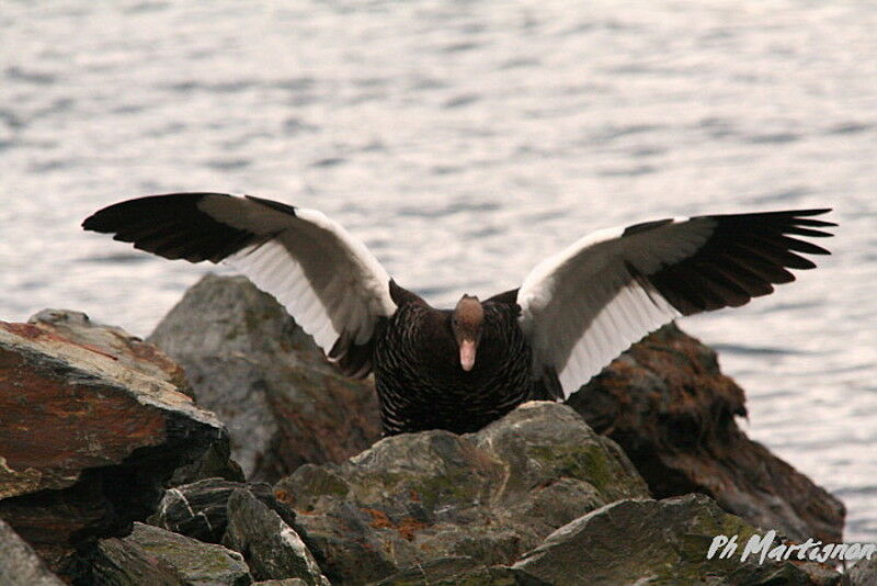 Kelp Goose