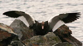 Kelp Goose