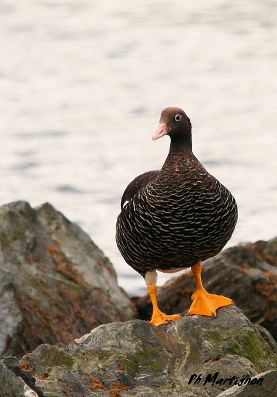 Kelp Goose female adult