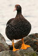 Kelp Goose