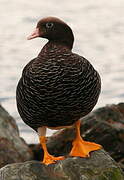 Kelp Goose