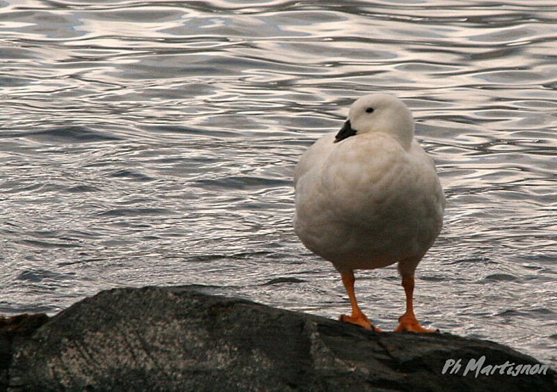 Ouette marine mâle adulte