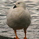 Ouette marine