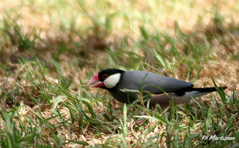 Java Sparrow, identification