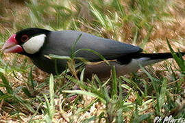 Java Sparrow