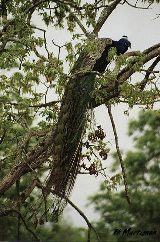 Paon bleu, identification