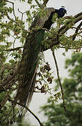 Indian Peafowl