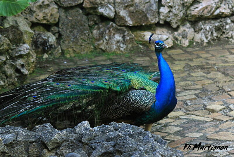 Indian Peafowl