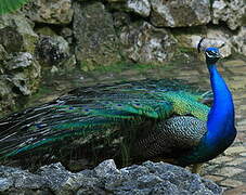 Indian Peafowl