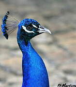Paon bleu