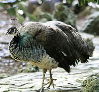 Indian Peafowl