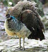 Indian Peafowl