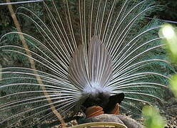 Indian Peafowl