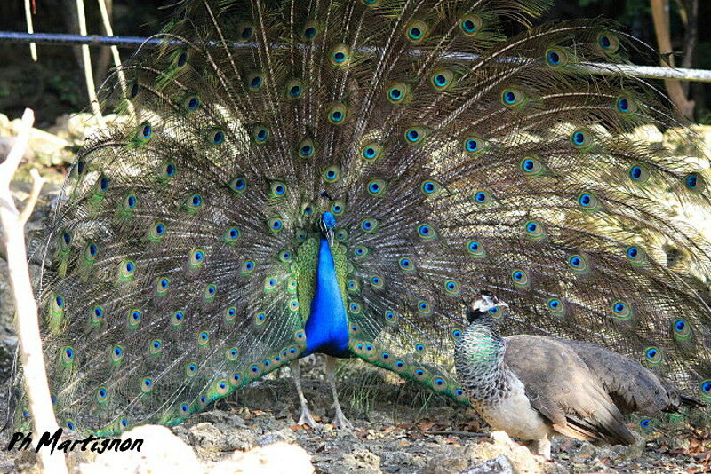 Indian Peafowl 