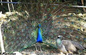 Indian Peafowl