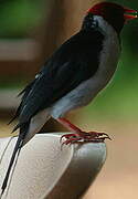 Yellow-billed Cardinal