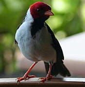 Yellow-billed Cardinal