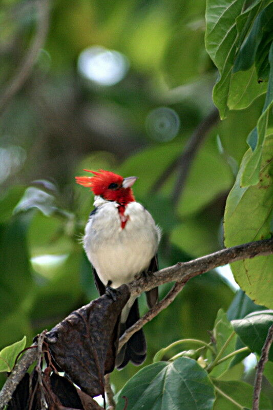 Red-crested Cardinal, identification