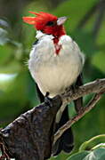 Red-crested Cardinal