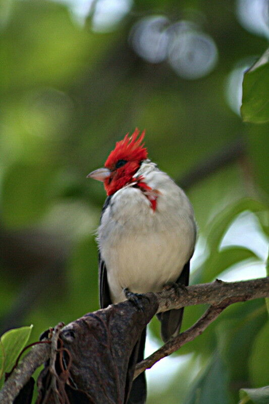 Red-crested Cardinal, identification