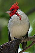 Red-crested Cardinal