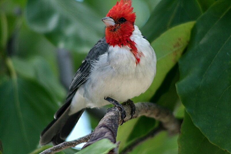 Red-crested Cardinal, identification