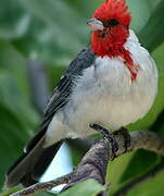 Red-crested Cardinal