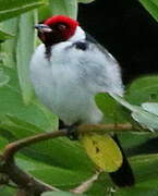 Red-capped Cardinal