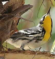 Paruline à gorge jaune