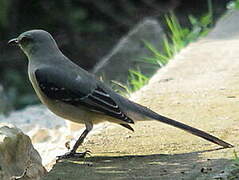 Virginia's Warbler