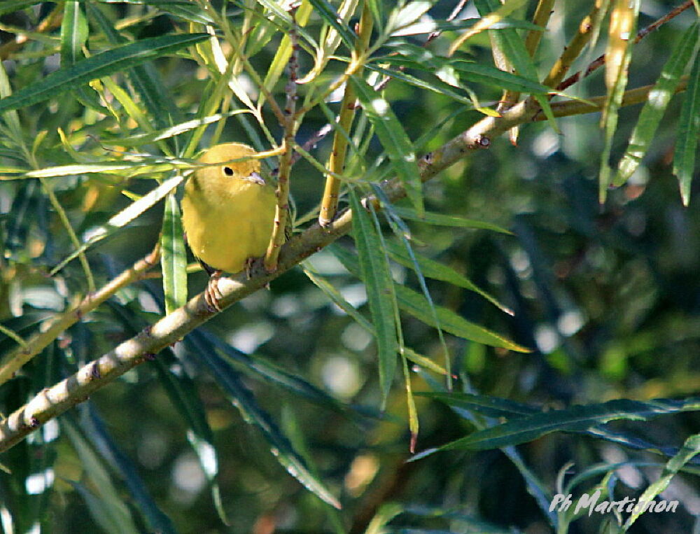 Paruline des mangroves