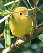 Mangrove Warbler