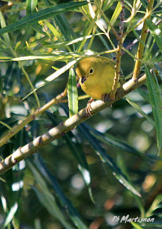 Mangrove Warbler